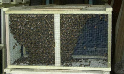 Package Bees