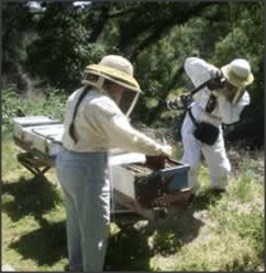 Beehive News